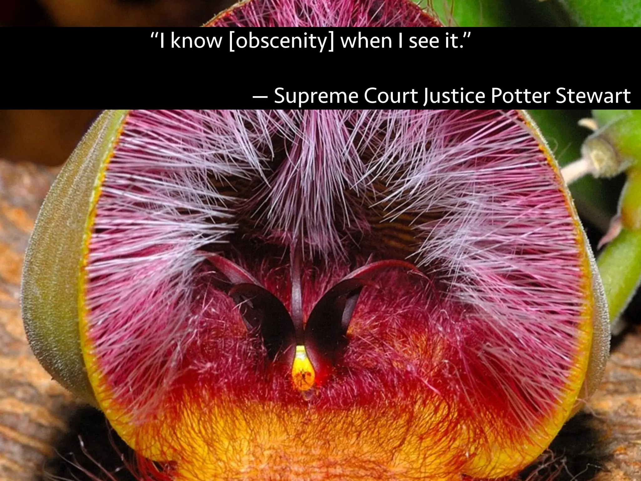 “I know [obscenity] when I see it.”
— Supreme Court Justice Potter Stewart
 