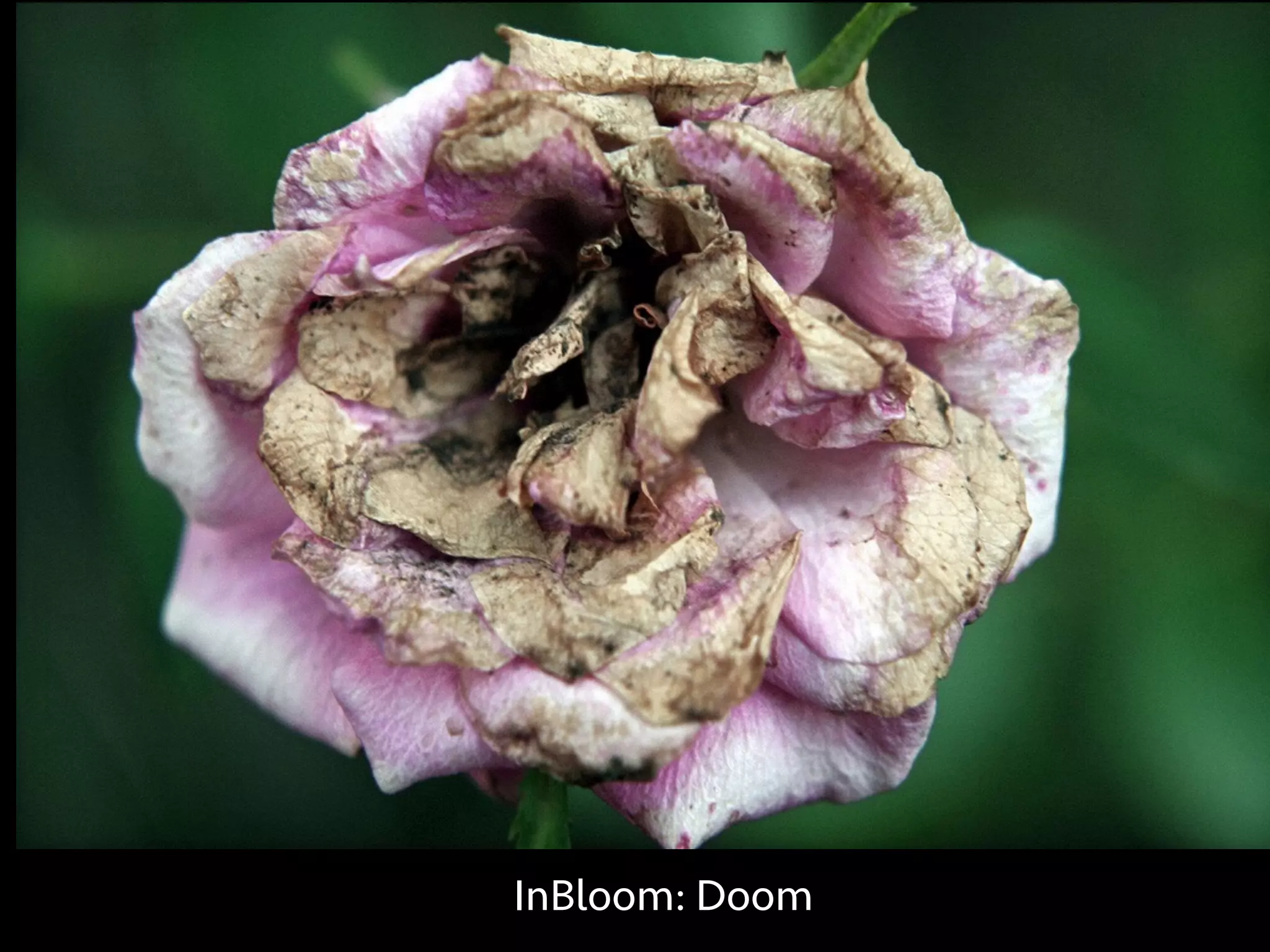InBloom: Doom