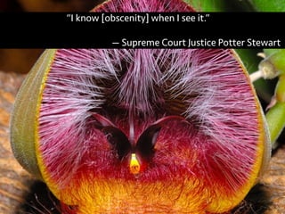 “I know [obscenity] when I see it.”
— Supreme Court Justice Potter Stewart
 