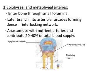 3)Epiphyseal and metaphyeal arteries:
- Enter bone through small foramina.
- Later branch into arteriolar arcades forming
dense interlocking network.
- Anastomose with nutrient arteries and
contribute 20-40% of total blood supply.
Medullay
vessels
Periosteal vessels
Epiphyseal vessels
 