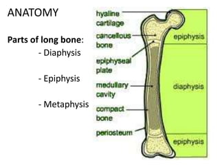 ANATOMY
Parts of long bone:
- Diaphysis
- Epiphysis
- Metaphysis
 
