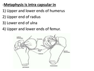 -Metaphysis is intra capsular in
1) Upper and lower ends of humerus
2) Upper end of radius
3) Lower end of ulna
4) Upper and lower ends of femur.
 