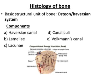 Histology of bone
• Basic structural unit of bone: Osteon/haversian
system
Components
a) Haversian canal d) Canaliculi
b) Lamellae e) Volkmann’s canal
c) Lacunae
 