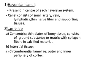 1)Haversian canal:
- Present in centre of each haversian system.
- Canal consists of small artery, vein,
lymphatics,thin nerve fiber and supporting
tissues.
2)Lamellae
a) Concentric: thin plates of bony tissue, consists
of ground substance or matrix with collagen
fibers in calcified material.
b) Interstial tissue:
c) Circumferential lamellae: outer and inner
periphery of cortex.
 
