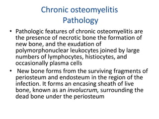 Chronic osteomyelitis
Pathology
• Pathologic features of chronic osteomyelitis are
the presence of necrotic bone the formation of
new bone, and the exudation of
polymorphonuclear leukocytes joined by large
numbers of lymphocytes, histiocytes, and
occasionally plasma cells
• New bone forms from the surviving fragments of
periosteum and endosteum in the region of the
infection. It forms an encasing sheath of live
bone, known as an involucrum, surrounding the
dead bone under the periosteum
 