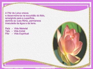 A Flôr de Lotus cresce  e desenvolve-se na escuridão do lôdo,  emergindo para a superfície,  abrindo as suas flôres, permanece  imaculada da água e da terra.   Raíz   -  Vida Material Talo   -  Vida Astral Flôr    -  Vida Espiritual 