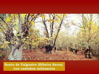 Souto de Valguaire (Ribeira Sacra) 
con castaños milenarios 
 