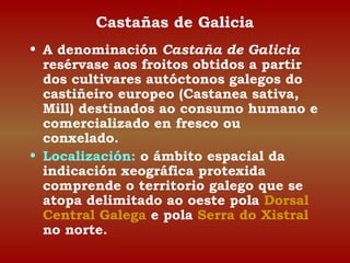 Castañas de Galicia 
• A denominación Castaña de Galicia 
resérvase aos froitos obtidos a partir 
dos cultivares autóctonos galegos do 
castiñeiro europeo (Castanea sativa, 
Mill) destinados ao consumo humano e 
comercializado en fresco ou 
conxelado. 
• Localización: o ámbito espacial da 
indicación xeográfica protexida 
comprende o territorio galego que se 
atopa delimitado ao oeste pola Dorsal 
Central Galega e pola Serra do Xistral 
no norte. 
 
