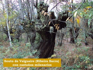 Souto de Valguaire (Ribeira Sacra) 
con castaños milenarios 
 