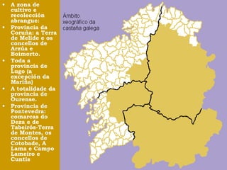 • A zona de 
cultivo e 
recolección 
abrangue: 
• Provincia da 
Coruña: a Terra 
de Melide e os 
concellos de 
Arzúa e 
Boimorto. 
• Toda a 
provincia de 
Lugo (a 
excepción da 
Mariña) 
• A totalidade da 
provincia de 
Ourense. 
• Provincia de 
Pontevedra: 
comarcas do 
Deza e de 
Tabeirós-Terra 
de Montes, os 
concellos de 
Cotobade, A 
Lama e Campo 
Lameiro e 
Cuntis 
 