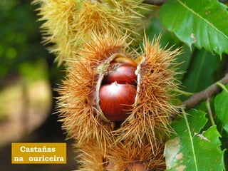 Castañas 
na ouriceira 
 