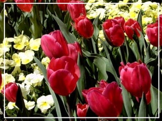 O maior jardm do mundo