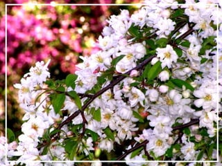 O maior jardm do mundo