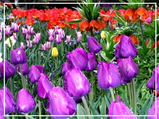 O maior jardm do mundo