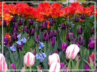 O maior jardm do mundo