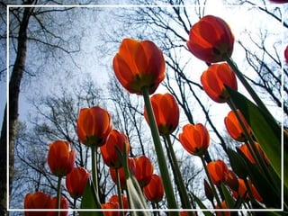 O maior jardm do mundo