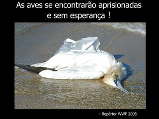 As aves se encontrarão aprisionadas e sem esperança  ! - Repórter WWF 2005 