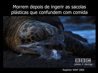 Morrem depois de ingerir as sacolas plásticas que confundem com comida - Repórter WWF 2005 
