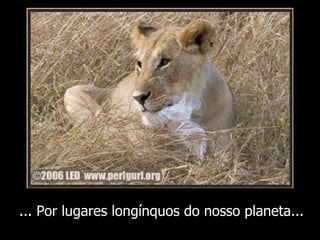 ... Por lugares longínquos do nosso planeta... 