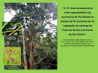 “A 13⁰ área remanescente
                         mais representativa da
                     ocorrência de Pau-Brasil no
                     estado do RJ encontra-se na
                       vegetação de restinga da
                       Praia da Gorda e da Ponta
                               do Pai Vitório”.
Sabiá da Praia
ou Mimus gilvus
                        Centro de Diversidade Vegetal de Cabo
                     Frio, CDVCF, RJ; Jardim Botânico RJ; Fauna
                          and Flora International; Global Trees
                     Campaigns; Fundação Botânica Margaret Mee




Nothura maculosa
ou codorna amarela
 