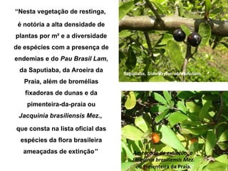 “Nesta vegetação de restinga,

 é notória a alta densidade de
plantas por m² e a diversidade
de espécies com a presença de
endemias e do Pau Brasil Lam,
 da Saputiaba, da Aroeira da      Saputiaba, Sideroxylon obtusifolium,
   Praia, além de bromélias
   fixadoras de dunas e da
    pimenteira-da-praia ou
 Jacquinia brasiliensis Mez.,

que consta na lista oficial das
  espécies da flora brasileira
  ameaçadas de extinção”              Ameaçada de extinção, a
                                      Jacquinia brasiliensis Mez.
                                        ou Pimenteira da Praia.
 