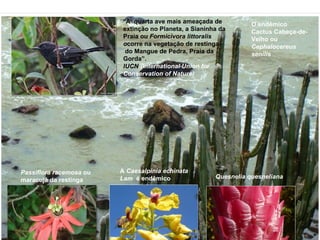 “A quarta ave mais ameaçada de
                                                                   O endêmico
                          extinção no Planeta, a Sianinha da       Cactus Cabeça-de-
                          Praia ou Formicivora littoralis          Velho ou
                          ocorre na vegetação de restinga          Cephalocereus
                           do Mangue de Pedra, Praia da            senilis
                          Gorda”.
                          IUCN (International Union for
                          Conservation of Nature)




Passiflora racemosa ou   A Caesalpinia echinata
                         Lam é endêmico                 Quesnelia quesneliana
maracujá da restinga
 