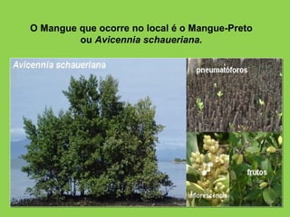 O Mangue que ocorre no local é o Mangue-Preto
         ou Avicennia schaueriana.
 