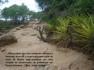 “...a associação dos dois ambientes (Mangue e
Restinga) leva-nos a sugerir que esta parte da
costa de Búzios seja protegida por uma
unidade de conservação, de preferência um
Parque Estadual...” Prof. Arthur Soffiati
 