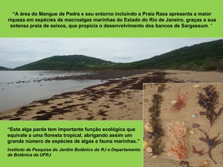 “A área do Mangue de Pedra e seu entorno incluindo a Praia Rasa apresenta a maior
riqueza em espécies de macroalgas marinhas do Estado do Rio de Janeiro, graças a sua
 extensa praia de seixos, que propicia o desenvolvimento dos bancos de Sargassum. “




“Esta alga parda tem importante função ecológica que
equivale a uma floresta tropical, abrigando assim um
grande número de espécies de algas e fauna marinhas.”
Instituto de Pesquisa do Jardim Botânico do RJ e Departamento
de Botânica da UFRJ
 