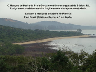 O Mangue de Pedra da Praia Gorda é o último manguezal de Búzios, RJ.
  Abriga um ecossistema muito frágil e raro e ainda pouco estudado.

              Existem 3 mangues de pedra no Planeta :
             2 no Brasil (Búzios e Recife) e 1 no Japão.
 