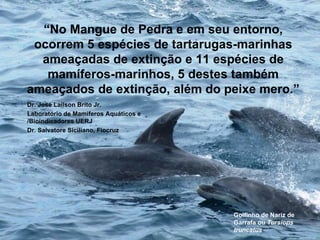 “No Mangue de Pedra e em seu entorno,
 ocorrem 5 espécies de tartarugas-marinhas
  ameaçadas de extinção e 11 espécies de
   mamíferos-marinhos, 5 destes também
ameaçados de extinção, além do peixe mero.”
Dr. José Lailson Brito Jr.
Laboratório de Mamíferos Aquáticos e
/Bioindicadores UERJ
Dr. Salvatore Siciliano, Fiocruz




                                       Golfinho de Nariz de
                                       Garrafa ou Tursiops
                                       truncatus
 