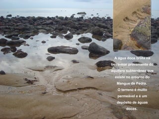 A água doce brota na
beira-mar proveniente do
aquífero subterrâneo que
  existe no entorno do
   Mangue de Pedra.
   O terreno é muito
   permeável e é um
   depósito de águas
        doces.
 