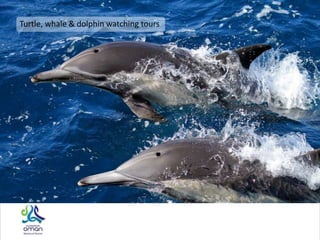 Turtle, whale & dolphin watching tours
 
