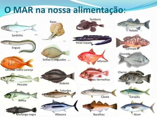 O MAR na nossa alimentação:
Tamboris

Raias

Robalo
Sardinha
Peixe-espada
Enguia

Garoupa
Dourada
Solhas e Linguados

Alfonsim

Olho-de-Vidro-Laranja

Cherne
Peixes-Vermelhos

Pescada

Alabote
Tubarões
Cavala

Carapau

Arinca

Marlonga-negra

Albacora

Bacalhau

Atum

 