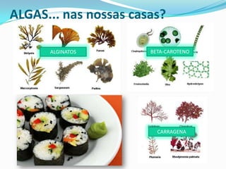 ALGAS... nas nossas casas?
ALGINATOS

BETA-CAROTENO

CARRAGENA

 