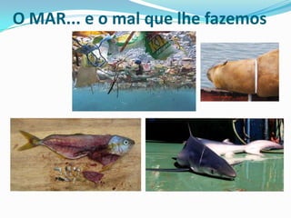 O MAR... e o mal que lhe fazemos

 