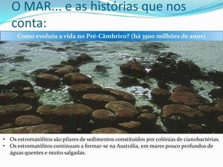 O MAR... e as histórias que nos
conta:
Como evoluiu a vida no Pré-Câmbrico? (há 3500 milhões de anos)

• Os estromatólitos são pilares de sedimentos constituídos por colónias de cianobactérias.
• Os estromatólitos continuam a formar-se na Austrália, em mares pouco profundos de
águas quentes e muito salgadas.

 