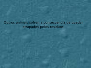 Outros animais sofren a consecuencia de quedar
atrapados polos residuos.
 