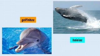 golfinhos
baleias
 