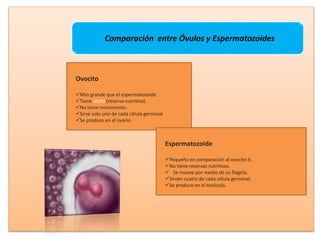 Comparación entre Óvulos y Espermatozoides
Ovocito
Más grande que el espermatozoide.
Tiene vitelo (reserva nutritiva).
No tiene movimiento.
Sirve solo uno de cada célula germinal.
Se produce en el ovario.
Espermatozoide
Pequeño en comparación al ovocito II.
No tiene reservas nutritivas.
 Se mueve por medio de su flagelo.
Sirven cuatro de cada célula germinal.
Se produce en el testículo.
 