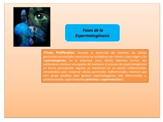 Fases de la
Espermatogénesis
Fase Proliferativa. Durante el desarrollo del embrión, las células
germinales primordiales masculinas se multiplican por mitosis y dan origen a las
espermatogonias. En la pubertad, estas células diploides forman dos
poblaciones celulares encargadas de mantener el proceso de espermatogénesis
en forma permanente: algunas se mantienen en un estado indiferenciado,
renovándose para conservar células germinales indiferenciadas, mientras que
otro grupo prolifera para generar espermatogonias más diferenciadas y,
posteriormente, espermatocitos primarios o espermatocitos I.
 