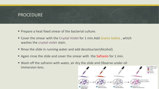 PROCEDURE
 Prepare a heat fixed smear of the bacterial culture.
 Cover the smear with the Crystal Violet for 1 min.Add Grams lodine , which
washes the crystal violet stain.
 Rinse the slide in running water and add decolourizer(Alcohol).
 Again rinse the slide and cover the smear with the Safranin for 1 min.
 Wash off the safranin with water, air dry the slide and Observe under oil
immersion lens.
 