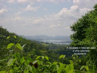 A escalada é feita em meio
     a uma natureza
      exuberante...
 