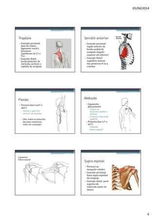 05/04/2014 
6 
Trapézio 
• Inserção proximal: 
base do crânio, 
ligamento nucal e 
processos 
espinhosos da C7 a 
T12 
• Inserção distal: 
borda posterior da 
clavícula, acrômio e 
espinha da escápula 
Serrátil anterior 
• Inserção proximal: 
região anterior da 
borda medial da 
escápula (ângulo 
superior até inferior) 
• Inserção distal: 
superfície externa 
das primeiras 8 ou 9 
costelas 
Flexão 
• Terceira fase (120º a 
180º) 
▫ Ocorre a ação dos 
eretores da espinha 
▫ Obs: todos os músculos 
das fases anteriores 
estão em contração. 
Abdução 
• Ligamento 
glenoumeral 
▫ Tensos os 
fasciculos médio e 
inferior 
▫ Frouxos o fasciculo 
superior 
• Primeira fase (oº a 
90º) 
▫ Deltóide 
▫ Supra espinal 
Ligamento 
Gleno-umeral Supra espinal 
• Pertence ao 
manguito rotador 
• Inserção proximal: 
fossa supra espinhal 
da escápula 
• Inserção distal: parte 
superior do 
tubérculo maior do 
úmero 
 