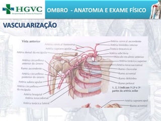 OMBRO - ANATOMIA E EXAME FÍSICO
VASCULARIZAÇÃO
 
