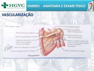 OMBRO - ANATOMIA E EXAME FÍSICO
VASCULARIZAÇÃO
 