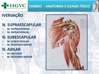 OMBRO - ANATOMIA E EXAME FÍSICO
IVERVAÇÃO
N. SUPRAESCAPULAR
• M. SUPRAESPINHAL
• M. INFRAESPINHAL
N. SUBESCAPULAR
• M. SUBESCAPULAR
• M. REDONDO MAIOR
N. AXILAR
• M. DELTOIDE
• M. REDONDO MENOR
 