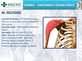 OMBRO - ANATOMIA E EXAME FÍSICO
Inserção Proximal: 1/3 lateral da borda
anterior da clavícula, acrômio e espinha
da escápula
Inserção Distal: Tuberosidade deltoidea –
úmero
Inervação: Nervo Axilar (C5 e C6)
Ação: Abdução do Braço, auxilia nos
movimentos de Flexão, Extensão,
Rotação Lateral e Medial, Flexão e
Extensão Horizontal do Braço.
Estabilização da Articulação do Ombro
M. DELTOIDE
 