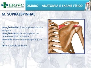 OMBRO - ANATOMIA E EXAME FÍSICO
Inserção Medial: Fossa supra-espinhal –
escápula
Inserção Lateral: Faceta superior do
tubérculo maior do úmero
Inervação: Nervo Supra-escapular (C5 e
C6)
Ação: Abdução do Braço
M. SUPRAESPINHAL
 