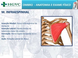 OMBRO - ANATOMIA E EXAME FÍSICO
Inserção Medial: Fossa infra-espinhal da
escápula
Inserção Lateral: Faceta média do
tubérculo maior do úmero
Inervação: Nervo Supra-escapular (C5 e
C6)
Ação: Rotação Lateral do Braço
M. INFRAESPINHAL
 